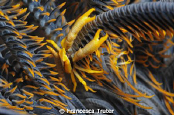 Elegant squat lobster by Francesca Truter 